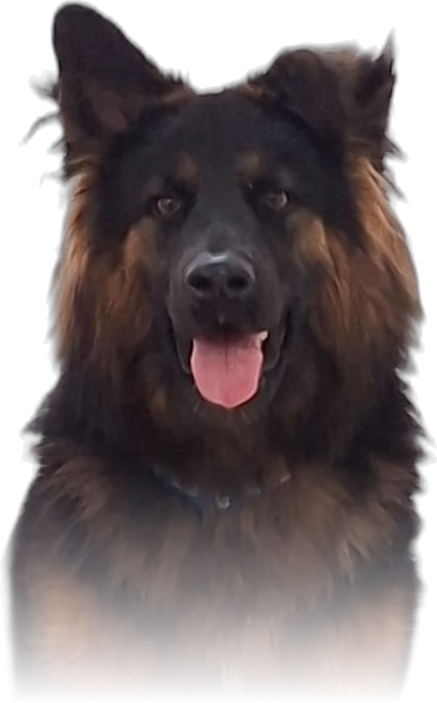 Noah, la mascota de Noah Software